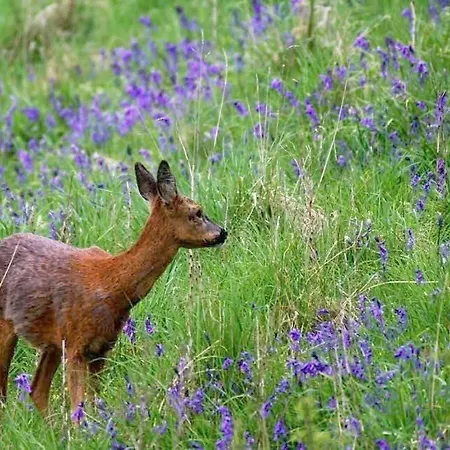 Hotel Luxury Hot Tub 5 Star Country Park Huge Veranda Colour Change Hot Tub Private Fishing Free Parking